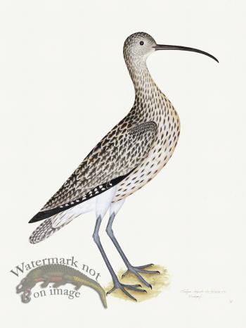 Rudbeck 035 Curlew 18x24